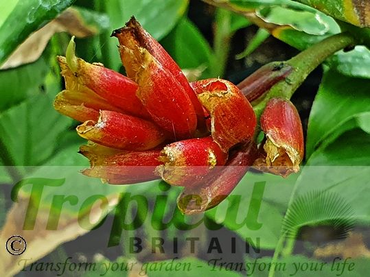 Zingiber clarkei - fruit capsules
