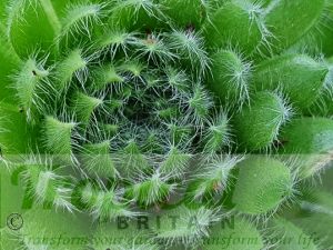 Sempervivum ciliosum