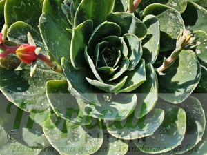 Echeveria secunda