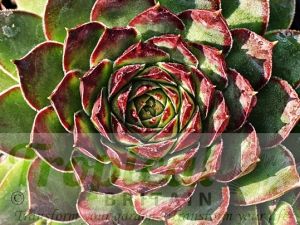 Sempervivum marmoreum