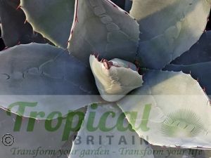 Agave parryi ssp neomexicana﻿