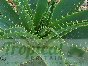 Aloe x spinosissma