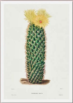 Coryphantha erecta - (Syn: Mammillaria erecta)