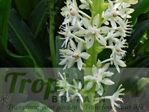 Eucomis 'Kilimanjaro'
