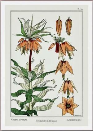 Vintage Botanical Print - Fritillaria imperialis - Crown Imperial