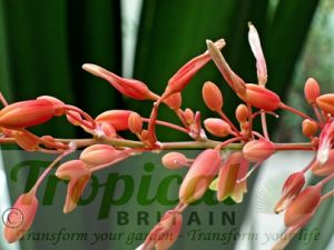 Hesperaloe parviflora - flowers