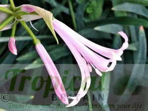 Nerine bowdenii