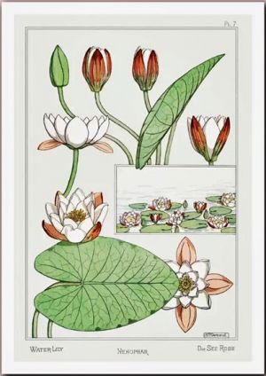 Vintage Botanical Print - Nymphaea alba - White Waterlily