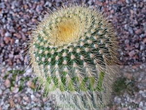 Parodia leninghausii