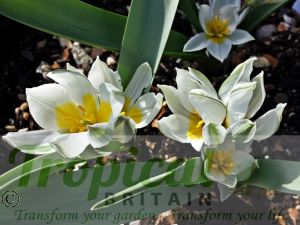 Tulipa polychroma