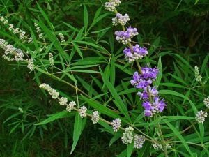 Vitex agnus-castus - Licensed under Creative Commons - By H. Zell [GFDL (http://www.gnu.org/copyleft/fdl.html) or CC BY-SA 3.0  (https://creativecommons.org/licenses/by-sa/3.0)], from Wikimedia Commons