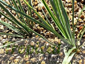 Yucca thompsoniana