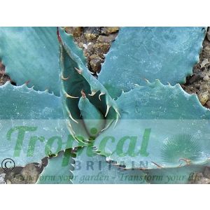 Agave parryi var. couesii