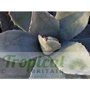 Agave parryi ssp neomexicana﻿