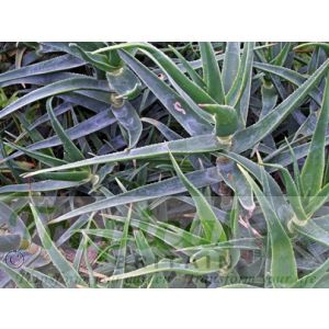 Aloe striatula - a bit of a rambler
