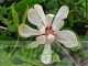 Calycanthus 'Venus'