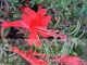 Zauschneria californica 'Glasnevin'