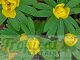 Eranthis hyemalis