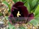 Tulipa 'Cafe Noir'