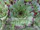 Sempervivum calcareum