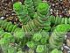 Crassula rupestris subsp. marnieriana