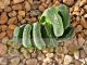 Haworthia truncata