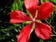 Hibiscus coccineus - licensed under Creative Commons: i_am_jim [CC BY-SA 4.0  (https://creativecommons.org/licenses/by-sa/4.0)], from Wikimedia Commons