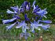 Agapanthus praecox