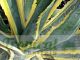 Agave americana 'Marginata'