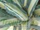 Agave americana 'Medio-picta Alba'