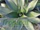 Agave cupreata