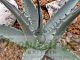 Agave deserti ssp. deserti