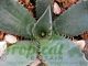 Agave harvardiana