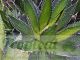 Agave horrida ssp horrida