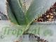 Agave palmeri