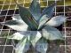 Agave parryi var. parryi