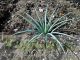 Agave striata ssp striata