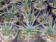 Agave striata ssp falcata