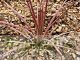 Agave stricta Rubra