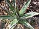 Agave toumeyana