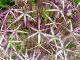 Allium cristophii