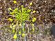 Allium flavum