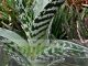 Aloe variegata