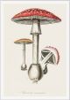 Amanita muscaria