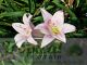 Amaryllis belladonna