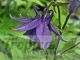 Aquilegia alpina