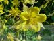 Aquilegia chysantha 'Yellow Queen'