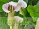 Arisaema candidissimum