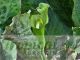 Arisaema intermedium