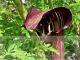 Arisaema speciosum